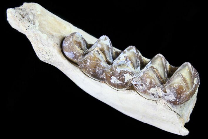 Oreodont Jaw Section With Teeth - South Dakota #81961
